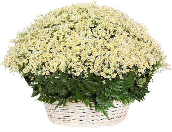 Цветочная композиция из Ромашки в корзине в Кузнецке